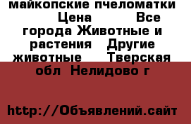  майкопские пчеломатки F-1  › Цена ­ 800 - Все города Животные и растения » Другие животные   . Тверская обл.,Нелидово г.